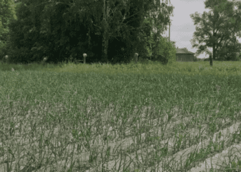 “Вся трава, яку їдять люди, вирощується у мене на городі”, – Валентина Грибань. Як жителька села Клишки за грантові кошти вирощує городину (+ відео)