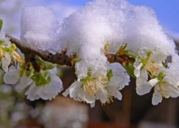 З 27 по 29 квітня синоптики прогнозують заморозки
