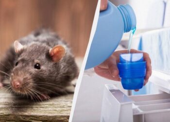 Засіб за 20 гривень відлякає щурів на багато років: що розкласти по дому