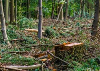 Жителі Сумщини мають можливість безкоштовно заготовляти порубкові рештки для власних потреб