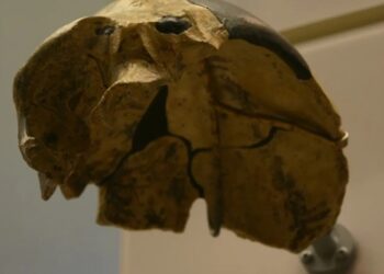 У Китаї знайшли череп, який не належить жодному з відомих видів людини