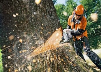 1 млн 200 тис грн: у Ромнах оголошено тендер на знесення аварійних дерев та обпиловку гілок дерев