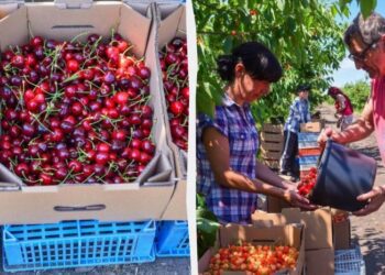 160 гривень за десяток ягід: черешню в Україні почали продавати за “космічними” цінами