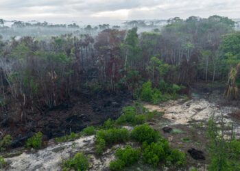 Пожежі в Амазонії спричинили рекордну вирубку лісів – звіт