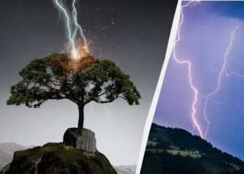 5 дерев притягують блискавку як магніт: їх не можна садити на ділянці