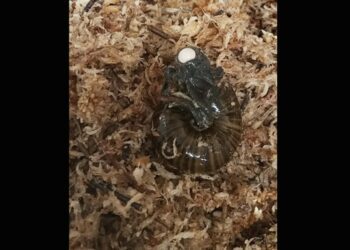 Вчені вперше зняли, як великий новозеландський равлик відкладає яйце