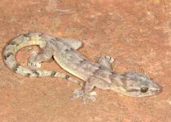 У Південній Африці знайшли вид гекона, що вважався зниклим понад 30 років