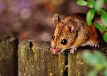 Коктейль молодості  продовжив життя мишей майже на третину