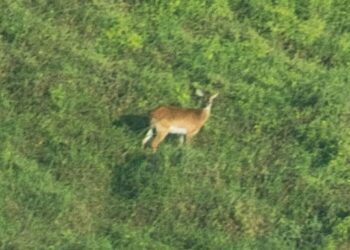 Зникаючий вид антилоп вперше сфотографований живим з 1940 року