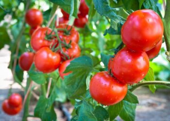 Ціни на помідори в Україні стрімко летять вниз: скільки зараз коштує популярний овоч