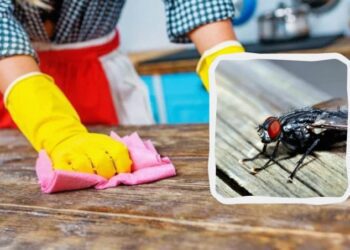 Як вигнати мух із дому без шкоди для сім’ї та гаманця: хитрощі та поради