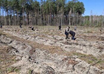 На Кролевеччині завершено весняну лісокультурну кампанію