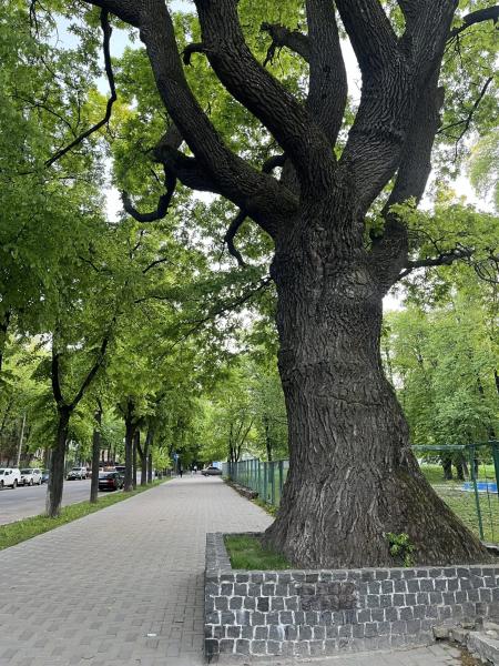 На Петропавлівській росте дуб, старший за Суми