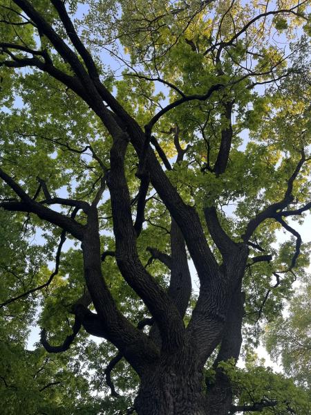 На Петропавлівській росте дуб, старший за Суми