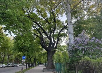 На Петропавлівській росте дуб, старший за Суми