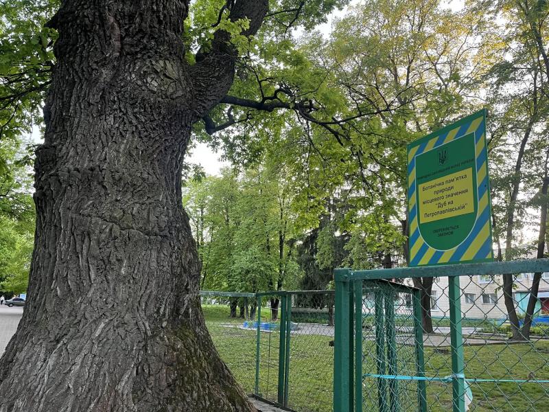 На Петропавлівській росте дуб, старший за Суми