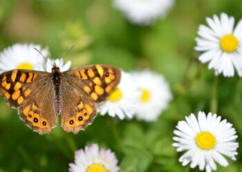 На початку робочого тижня на Сумщині збережеться прохолодна погода