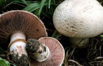 На Сумщині грибами отруїлась 70-річна жінка