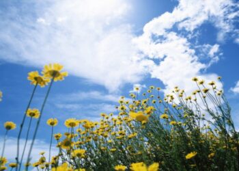 На Сумщину прийшло метеорологічне літо