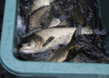 “На жаль, її не так багато”: експерт розкрив правду про те, яку річкову рибу продають в Україні