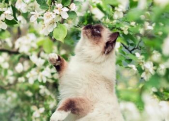 Початок нового тижня на Сумщині буде прохолодним