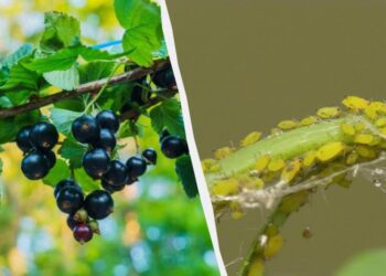 Попелиця втече зі смородини якнайдалі: як позбутися шкідників раз та назавжди