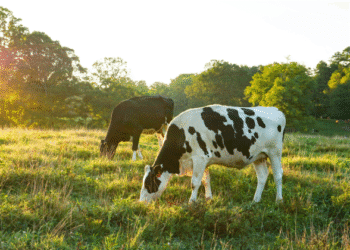 ПРО ЗАХОДИ В ПЕРІОД ВИЛЬОТУ ГНУСУ