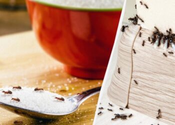 Простий спосіб позбутися мурах у домі: зникнуть за день