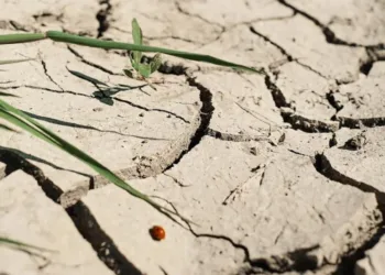 Середня температура зросте, а один із 5 наступних років може стати найспекотнішим за час спостережень, – метеорологи