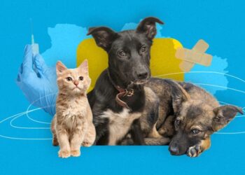 Щеплення тварин проти сказу та щеплення птиці проти хвороби Ньюкасла