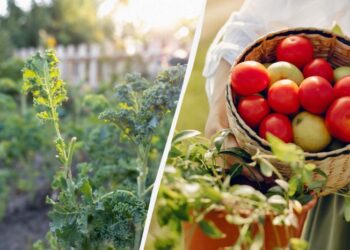 Що не можна садити поруч з помідорами: згублять вам увесь урожай