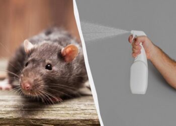 Щури більше не повернуться: надійні народні засоби від гризунів