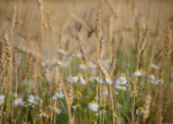 Шмигаль розповів, яким буде цьогорічний врожай в Україні