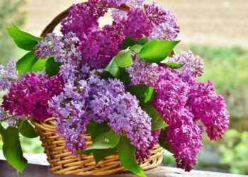 Синоптики розповіли, якої погоди очікувати на Сумщині на вихідних