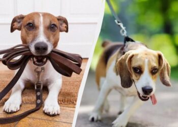 Собака перестане тягнути повідець на прогулянці: ось що потрібно зробити