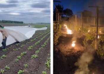 Травневі морози вбили врожай: українці можуть залишитися без овочів і ягід (відео)