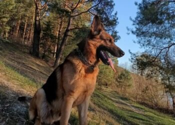 Тримайся, Ральф! Службовий пес, якого було поранено під час ракетного удару, переніс першу операцію