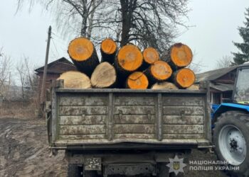 У Конотопі судитимуть крадіїв деревини