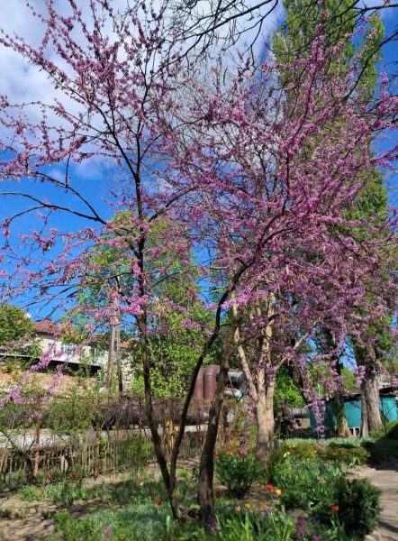 В ЕкоЦентрі Сергія Корнієнка розквітло екзотичне Юдине дерево. Квіти – їстівні