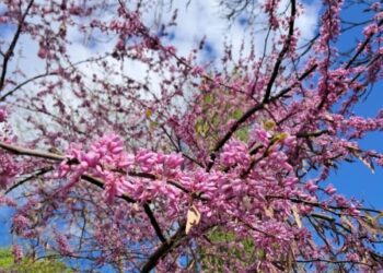 В ЕкоЦентрі Сергія Корнієнка розквітло екзотичне Юдине дерево. Квіти – їстівні