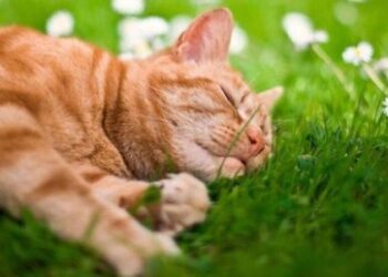 Завтра на Сумщині очікується дощ з грозою