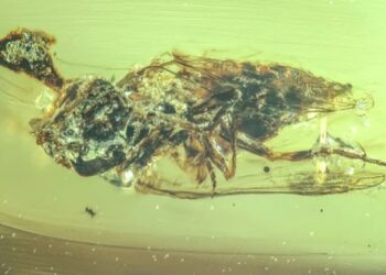 У бурштині знайшли скам янілості комах епохи динозаврів