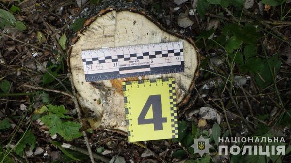 40-річний мешканець Кролевця незаконно вирубував дерева