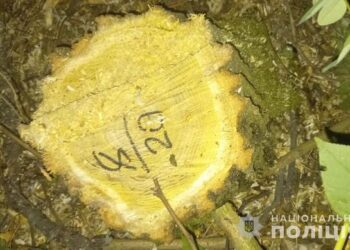 40-річний мешканець Кролевця незаконно вирубував дерева