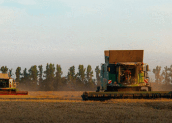 Темпи жнив-2025 відстають від минулорічних у 3,8 раза