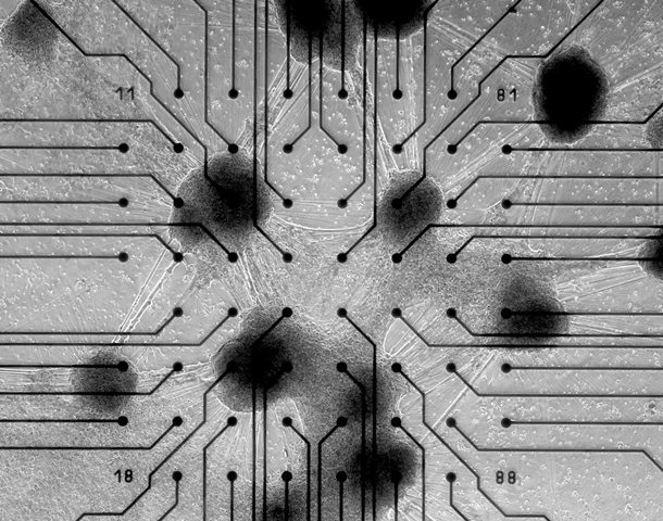 Австралійський стартап випустив перший у світі біокомп’ютер