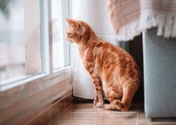 Вчені виявили ген муркотіння котів