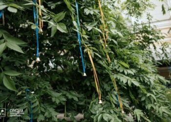 22 дзвіночки у памʼять про дітей, яких убила війна: на Сумщині провели щорічну акцію «Голоси дітей»