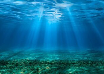 Кислотність океану сягнула критичних рівнів: під загрозою цілі екосистеми