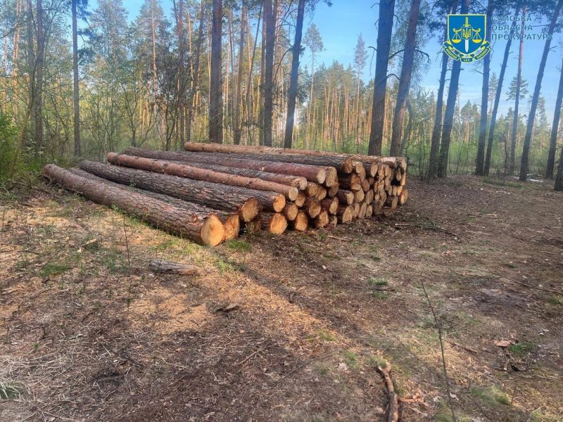 Незаконний поруб дерев на Сумщині зі збитками 5,9 млн грн